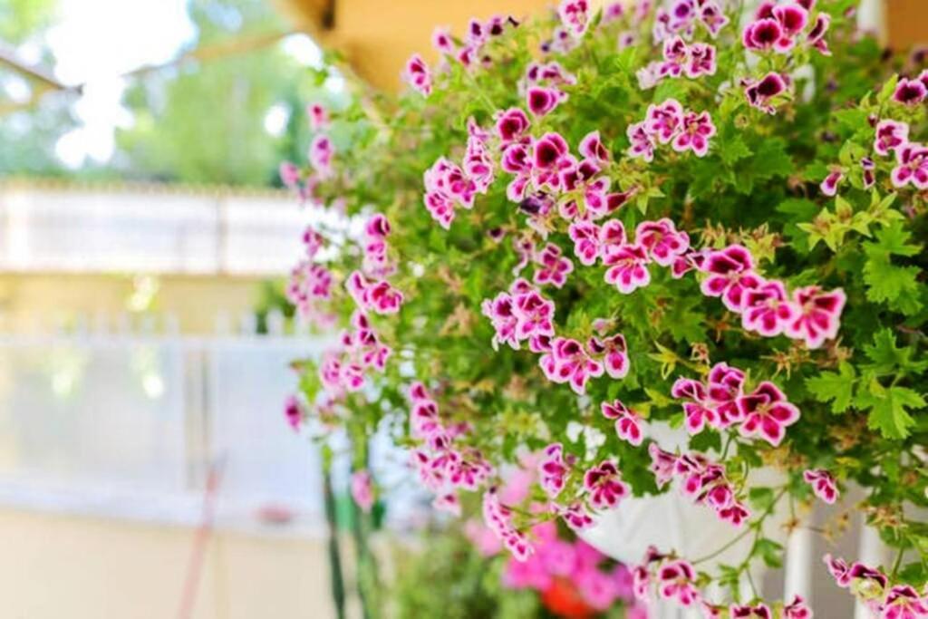 Dolci Sogni Romani Senza Scale O Barriere Екстер'єр фото